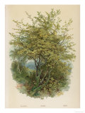 Hazel Tree Giclee Print