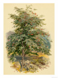 Mountain Ash or Rowan Tree Giclee Print Mountain Ash or Rowan Tree Giclee Print