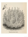 Sage Bush Giclee Print