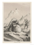 Polar Bear Seizes Dr. Borgen of Koldewey's Arctic Expedition Giclee Print