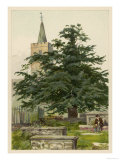 Yew Tree Giclee Print