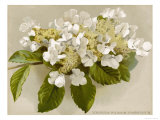 Var. Tomentosum Japanese Snowball Bush Lámina giclée Var. Tomentosum Japanese Snowball Bush Lámina giclée