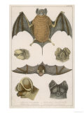 Various Species of Bat Giclee Print