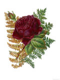 Red Rose and Ferns Giclee Print