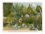 Portion of the Rockery at the Royal Horticultural Society's Gardens Chiswick reproduction procédé giclée