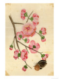 Oriental Style Depiction of Pink Cherry Blossom Showing the Branch Buds and Open Flowers Giclee Print