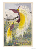 Bird of Paradise Giclee Print