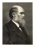 Charles Darwin Naturalist Wydruk giclee