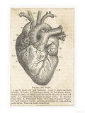 Anatomy of the Heart Reproduction procédé giclée