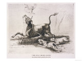 Bull Baiting Bred for This Sport Lámina giclée