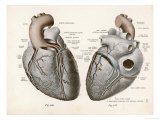 Two Views of the Heart with the Parts Labelled in Latin Giclee Print