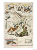 St. Bernard dog Lámina giclée