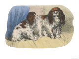 King Charles Spaniel, Blenheim Giclee Print