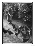 An Older Woman in a Long Dress and Wide-Brimmed Hat Throws Handfuls of Chicken Feed Giclee Print