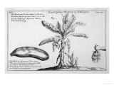 Fine Engraving of a Banana Plant Giclee Print