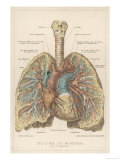 Detailed Diagram of the Lungs Giclee Print
