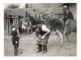 Shoeing (Hooving) a Donkey at a Farm in Deal Reproduction procédé giclée