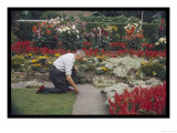 Man Crouches in His Colourful Garden Tending to the Border of His Lawn Giclee Print