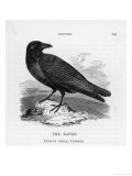 Raven (Corvus Corax) Perching on a Rock Reproduction procédé giclée