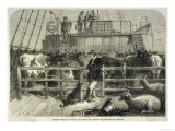 Importing Cattle on Board the Batavier a London to Rotterdam Steamship Lámina giclée