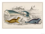Various Species of Seals. Left: Common Seal Bottom Right: Fetid Seal reproduction procédé giclée