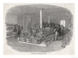 Pineapples from the West Indies Intrigue Londoners Giclee Print