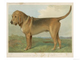 Fine Profile of This Classic Breed as It was in the 19th Century Giclee Print