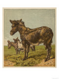 Three Donkeys in a Field Giclee Print