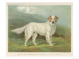 White English Setter Giclee Print