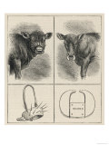 Rather Alarming-Looking Calf-Weaning Devices Lámina giclée