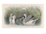 Three Swans Among the Rushes on the Banks of a River Giclee Print