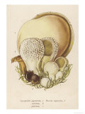 Lycoperdon Giclee Print