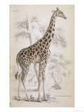 Giraffes in North Africa Giclee Print
