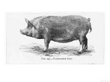 Tamworth Sow Giclee Print