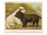Clumber Spaniel and a Sussex Spaniel Giclee Print