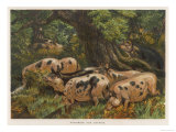 Group of Pigs in a Wood to Represent the Months of September and October Stampa giclée Group of Pigs in a Wood to Represent the Months of September and October Stampa giclée