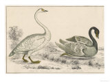 Bewick's Swan and Black-Necked Swan Giclee Print