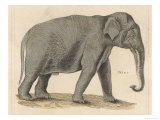 An Indian Elephant Giclee Print
