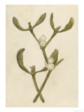 Parasitic Evergreen Plant That Attaches Itself to Trees Giclée-Druck