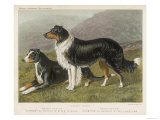 Two Collies, Rough and Smooth-Coated Tricolour Giclee Print
