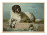 Distinguished Member of the Humane Society Póster Distinguished Member of the Humane Society Póster