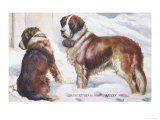 Two St. Bernard Rescue Dogs in the Alpine Snow Láminas Two St. Bernard Rescue Dogs in the Alpine Snow Láminas