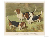 Three Basset Hounds Giclee Print Three Basset Hounds Giclee Print