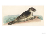 Sea Lion on a Rock Giclee Print