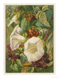 Flowers of September and October: Crataegus Giclee Print
