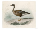 Wild Goose Giclee Print