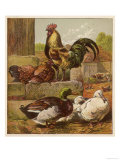 Cock and Hen Watch as Ducks Waddle by in a Farmyard Giclee Print