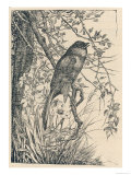 Nightingale in Song Giclee Print Nightingale in Song Giclee Print