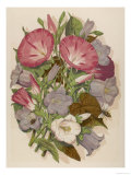 Pink Convolvulus (Bindweed) and Blue and White Campanula Medium Canterbury Bell) Depicted with Bees Giclee Print Pink Convolvulus (Bindweed) and Blue and White Campanula Medium Canterbury Bell) Depicted with Bees Giclee Print