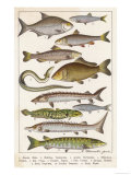 An Assortment of Fish Giclee Print